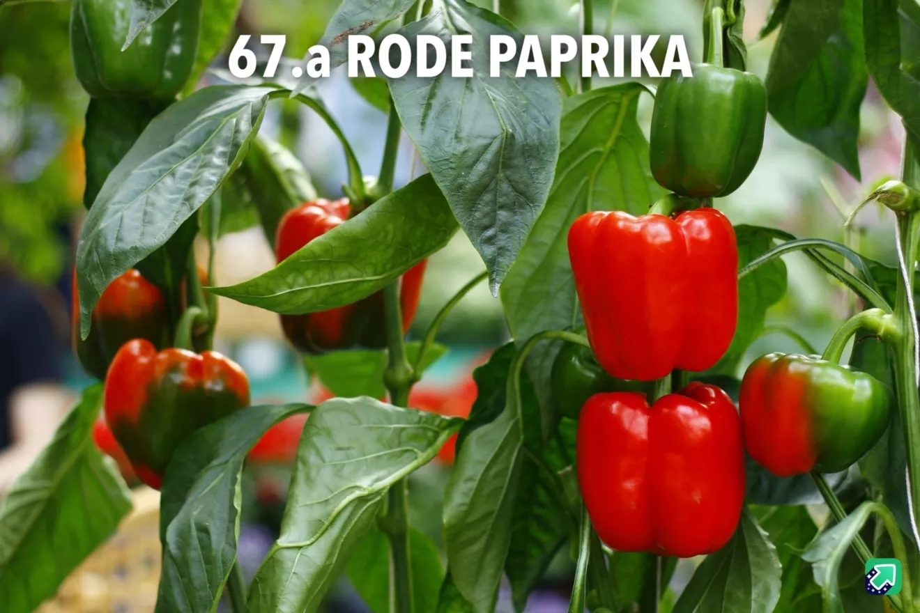 67.a Rode paprika-min -  - Foto's bloemen, planten en kruiden