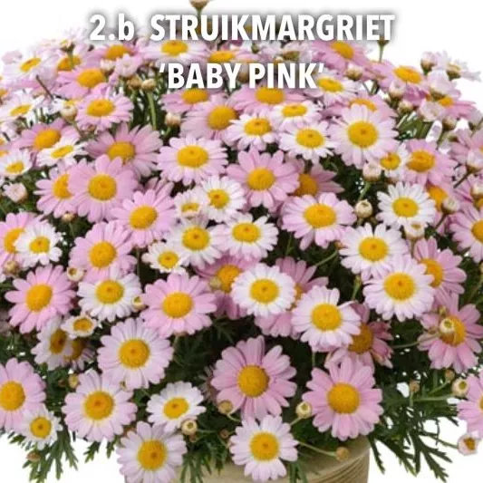 2.b Struikmargriet 'baby pink' -  - Foto's bloemen
