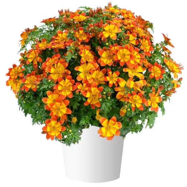 6.c Bidens blazing flames -  - Foto's bloemen, planten en kruiden