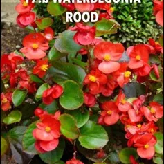 16.b Waterbegonia rood -  - Foto's bloemen, planten en kruiden