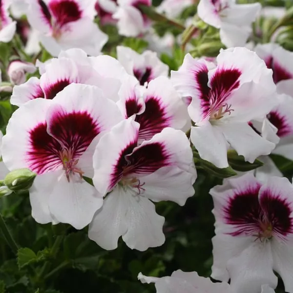 11.d pelargonium grandiflorum mosquitaway lizzy -  - Foto's bloemen, planten en kruiden