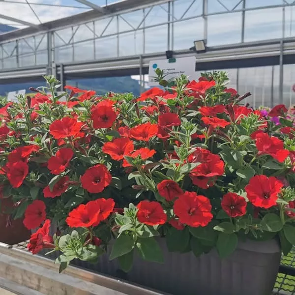 25.e supertunia vista strawberry red -  - Foto's bloemen, planten en kruiden