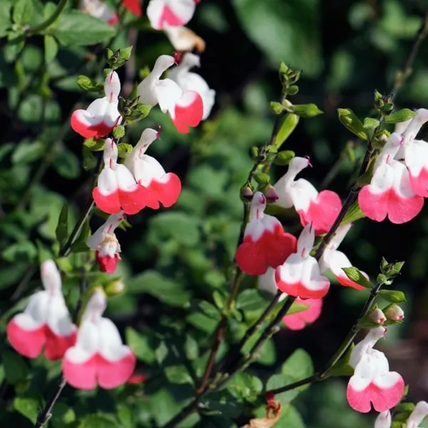 85.a Salvia microphylla hotlips -  - Foto's bloemen, planten en kruiden