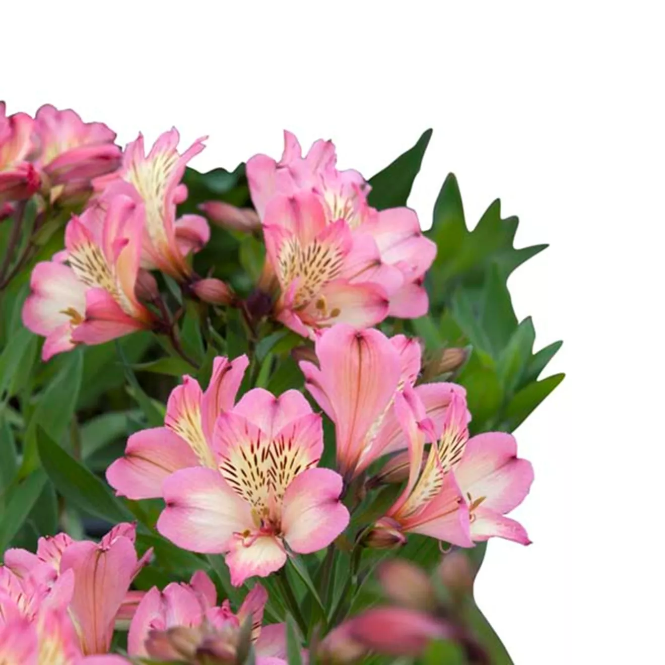 102.b Alstroemeria summer break -  - Foto's bloemen, planten en kruiden