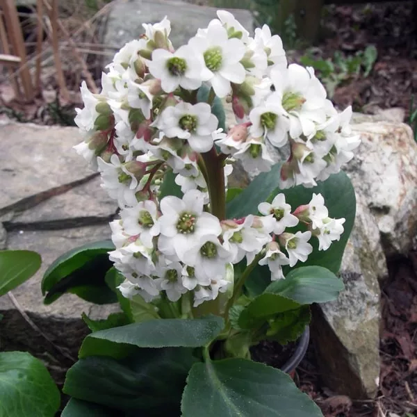 92. Bergenia bressingham white -  - Foto's bloemen, planten en kruiden