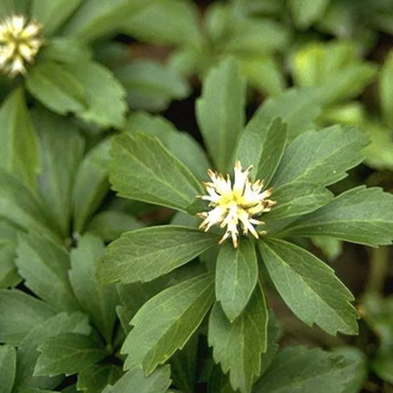 82. Pachysandra -  - Foto's bloemen, planten en kruiden