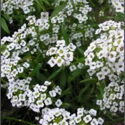 8. Allysum sneeuwtapijt wit -  - Foto's bloemen, planten en kruiden