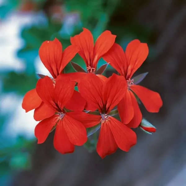 22.a Hanggeranium balcon red -  - Foto's bloemen, planten en kruiden