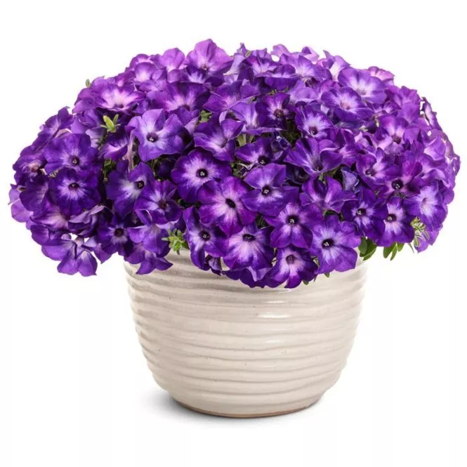 25.f supertunia vista blue moon -  - Foto's bloemen, planten en kruiden