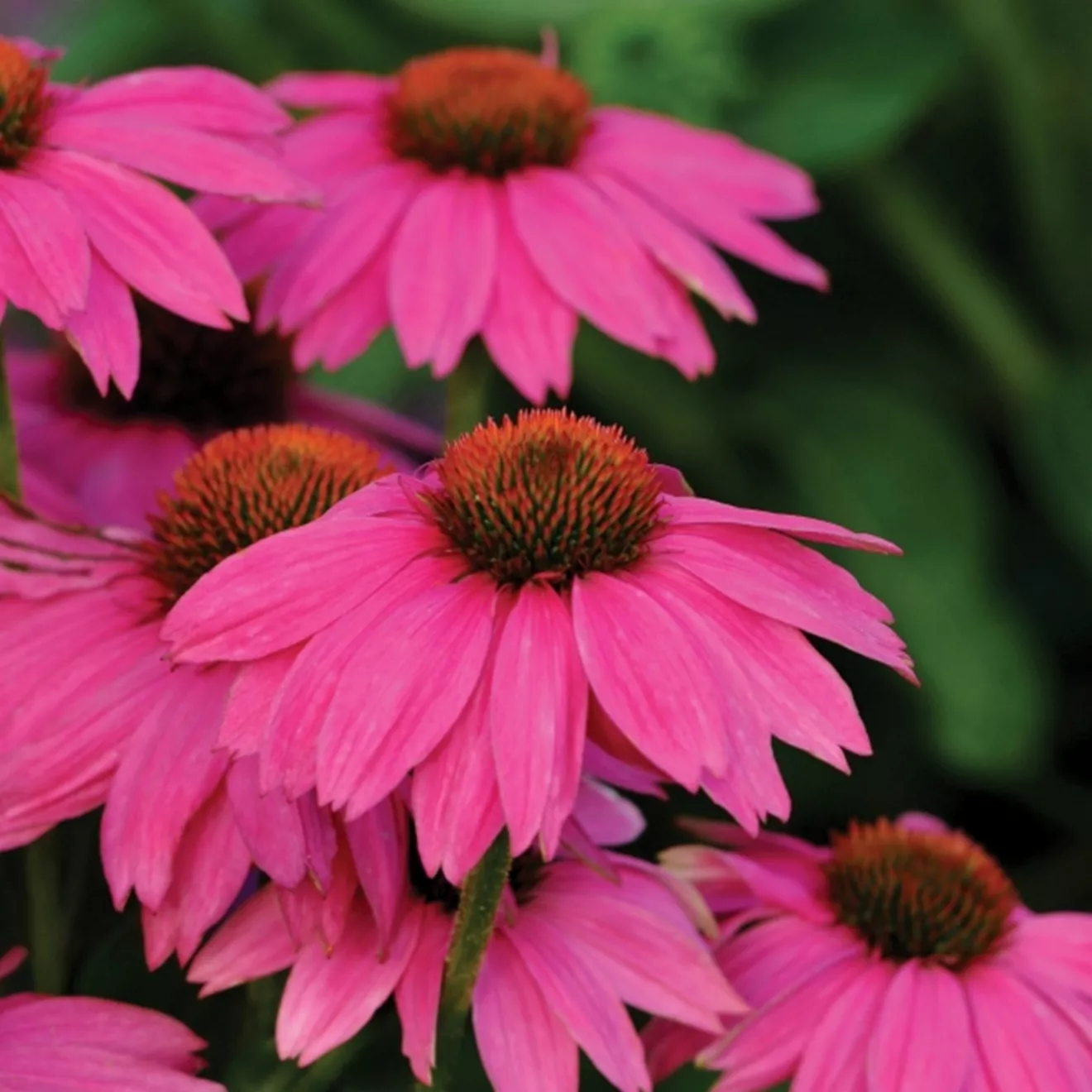 101.a Echinacea espinosa red -  - Foto's bloemen, planten en kruiden