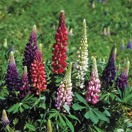 100.a Lupinus gallery mix -  - Foto's bloemen, planten en kruiden