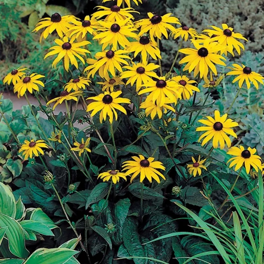 86. Rudbeckia goldsturm -  - Foto's bloemen, planten en kruiden