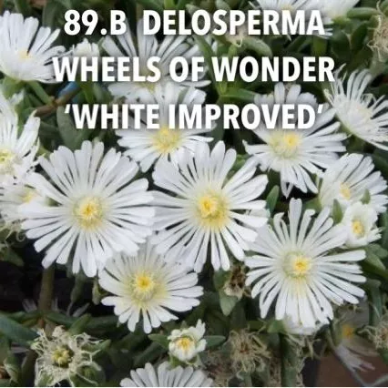 89.b Delosperma wheels of wonder 'white improved' -  - Foto's bloemen