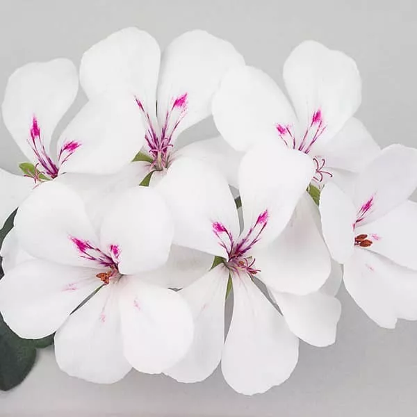 22.b Hanggeranium balcon happy face white -  - Foto's bloemen, planten en kruiden