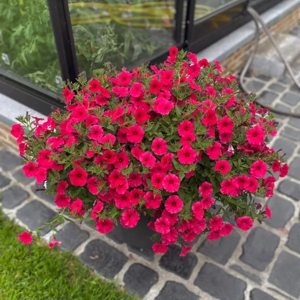 25.b Supertunia vista paradise -  - Foto's bloemen, planten en kruiden