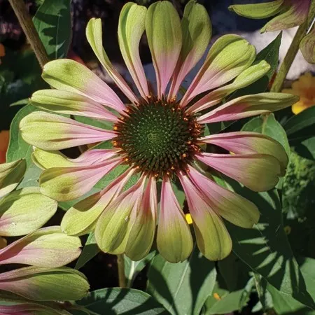 101.a Echinacea espinosa green -  - Foto's bloemen, planten en kruiden