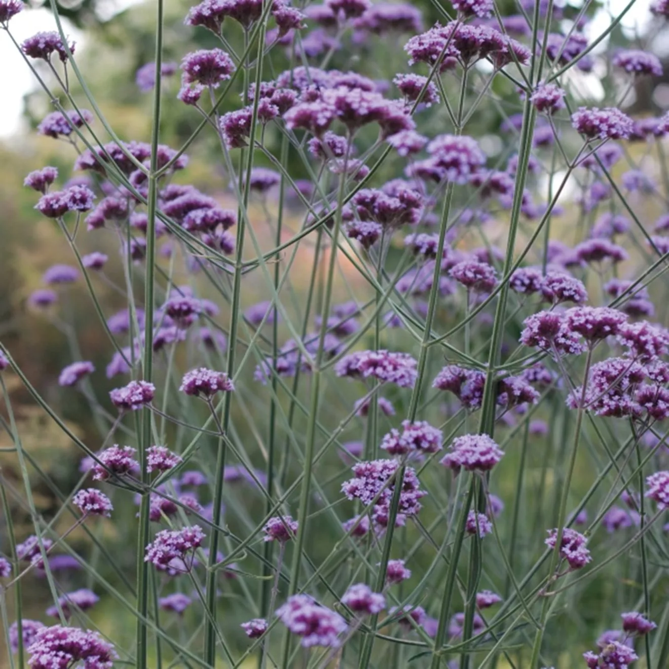 93. Verbena bonariensis improved -  - Foto's bloemen, planten en kruiden
