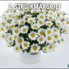 2.a Struikmaragriet -  - Foto's bloemen, planten en kruiden