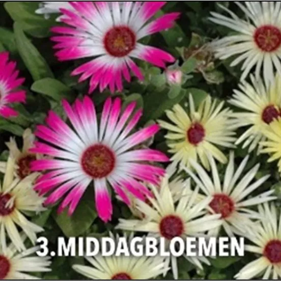3. Middagbloemen -  - Foto's bloemen, planten en kruiden