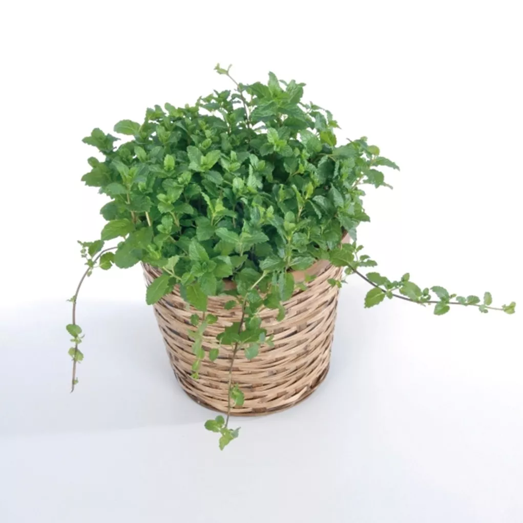35. Groene munt -  - Foto's bloemen, planten en kruiden