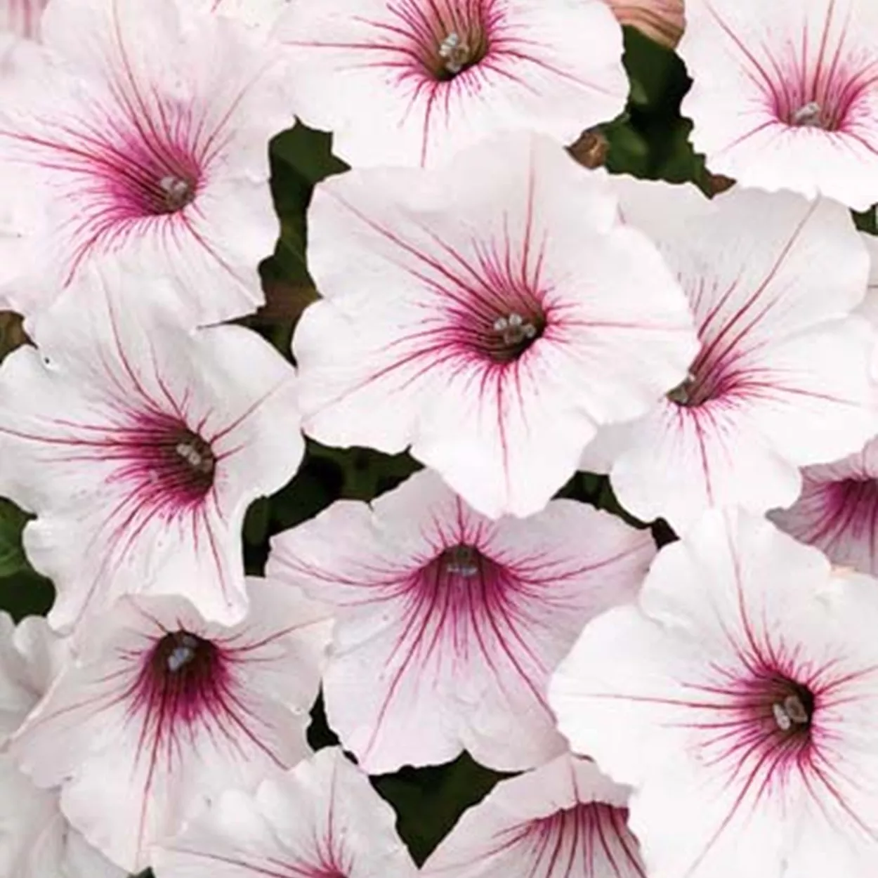 25.Surfina supertuni vista silverberry -  - Foto's bloemen, planten en kruiden
