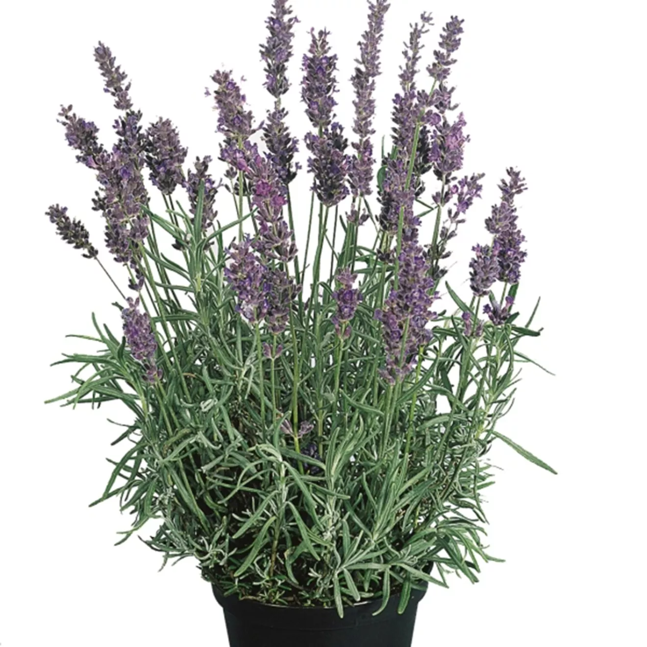 80. Lavendel -  - Foto's bloemen, planten en kruiden