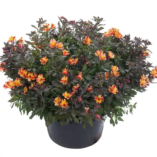 102.a Alstroemeria indian sumer -  - Foto's bloemen, planten en kruiden
