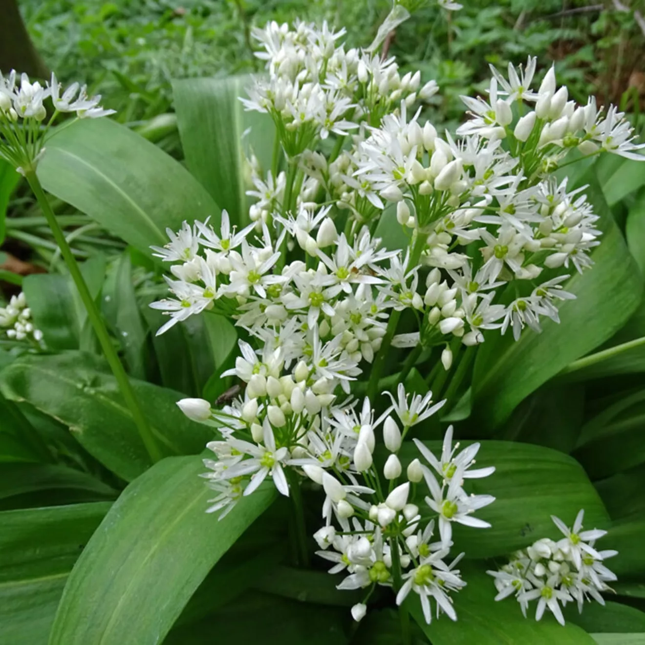 103 Daslook -  - Foto's bloemen, planten en kruiden