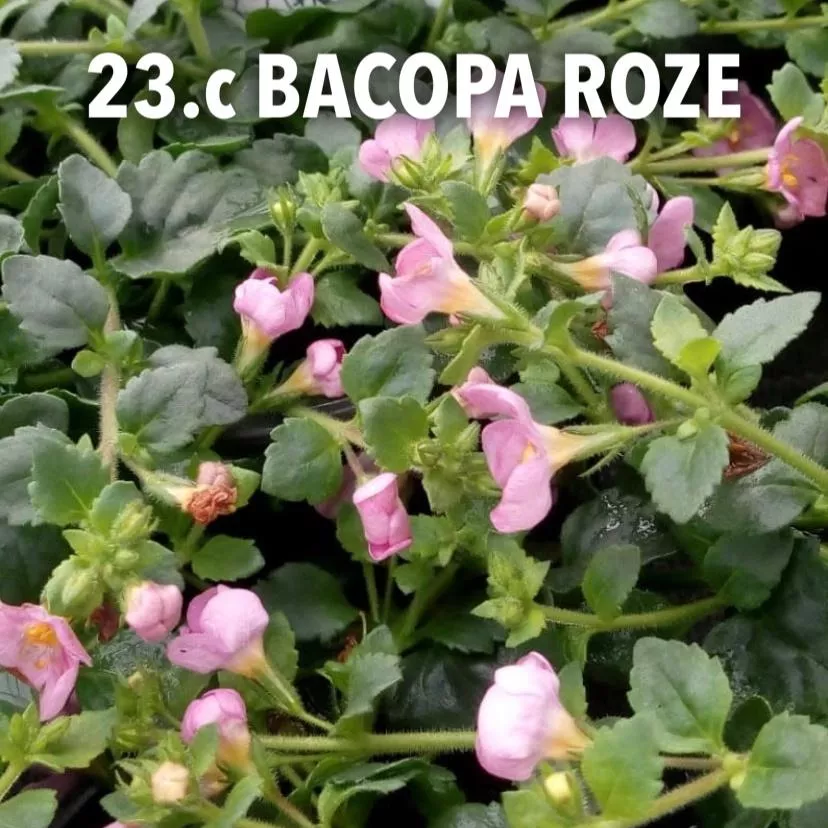 23.c Bacopa roze -  - Foto's bloemen
