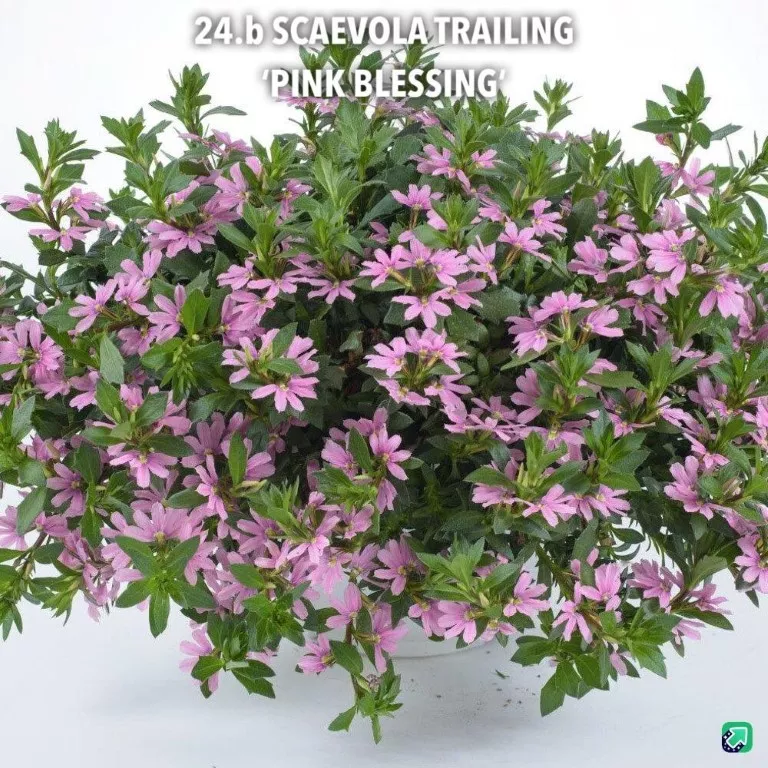 24.b Scaevola trailing 'pink blessing' -  - Foto's bloemen