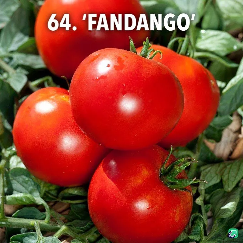 64. 'Fandango' -  - Foto's bloemen