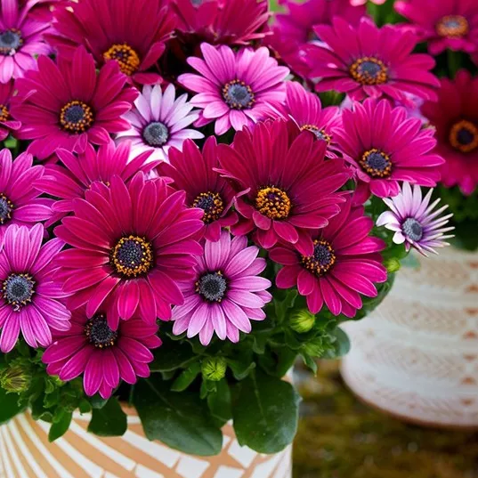 13. Osteosperum senoriat 'tanja improved -  - Foto's bloemen, planten en kruiden