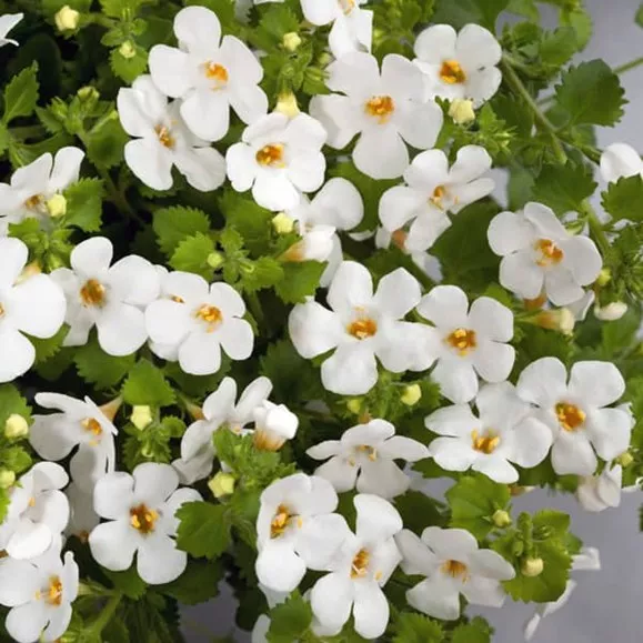 23.a Bacopa white improved -  - Foto's bloemen, planten en kruiden