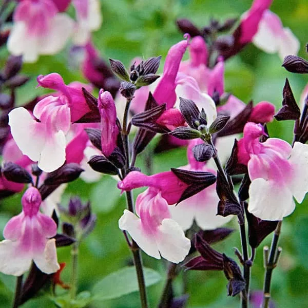 85.b Salvia microphylla melba raspberry -  - Foto's bloemen, planten en kruiden
