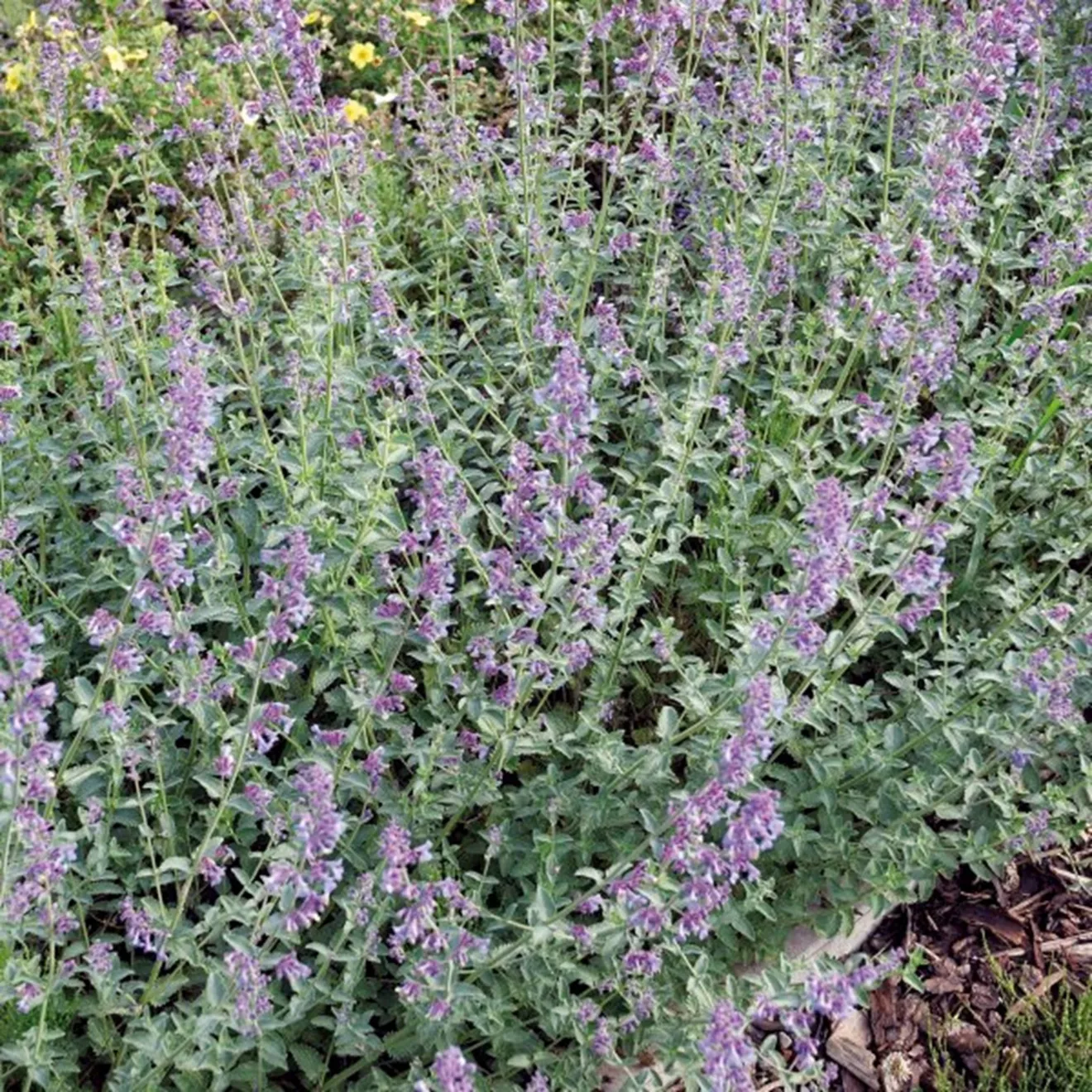83. Nepeta faaseni kattenkruid -  - Foto's bloemen, planten en kruiden