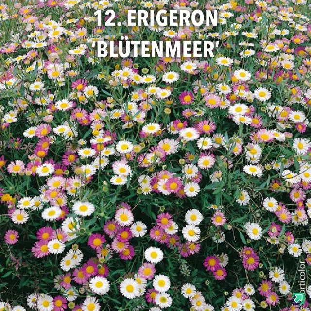 12. Erigeron 'blütenmeer' -  - Foto's bloemen