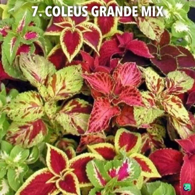7. Coleus grande mix -  - Foto's bloemen