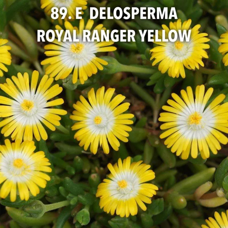 89.e Delosperma royal ranger yellow -  - Foto's bloemen