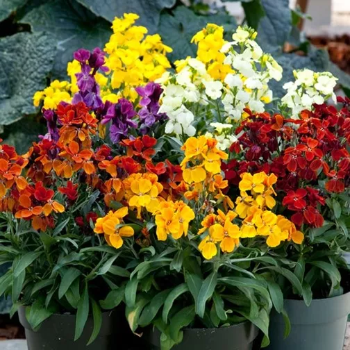 7. Cheiranthus cheiri chica mix -  - Foto's bloemen, planten en kruiden