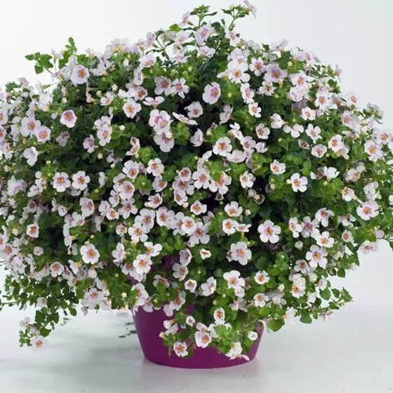 23.b Bacopa pink heart improved -  - Foto's bloemen, planten en kruiden
