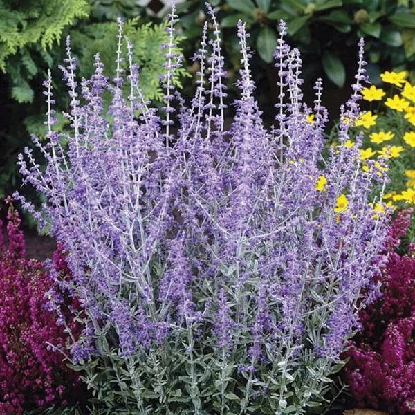 81. Perovskia 'little spire' -  - Foto's bloemen, planten en kruiden