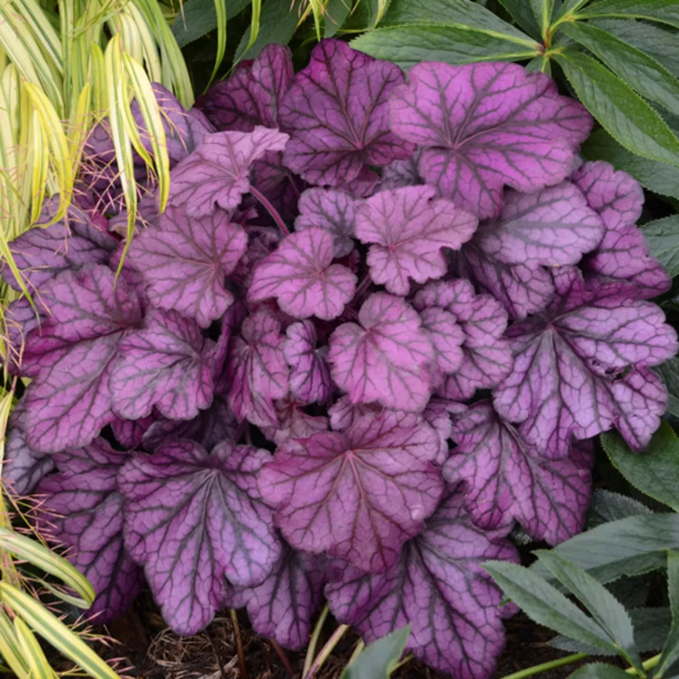 94. Heuchera wild rose -  - Foto's bloemen, planten en kruiden