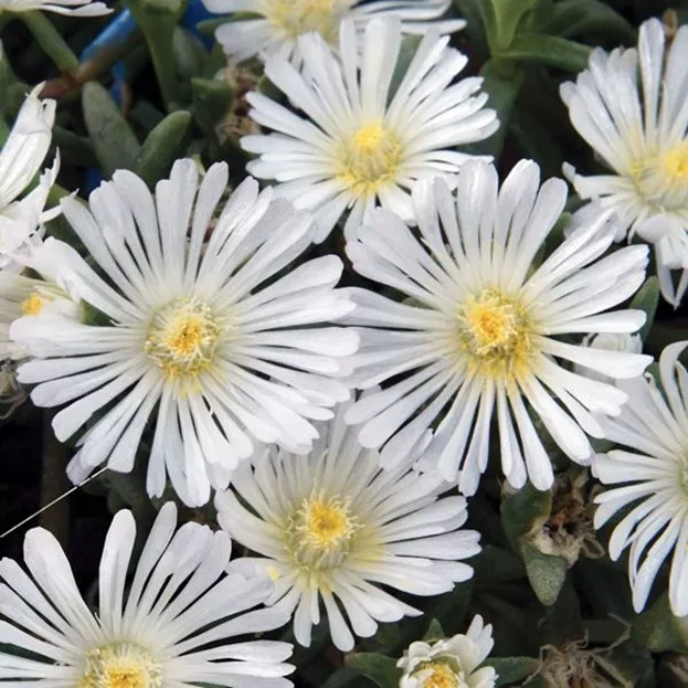 89.b Delosperma wheels of wonder white improved -  - Foto's bloemen, planten en kruiden