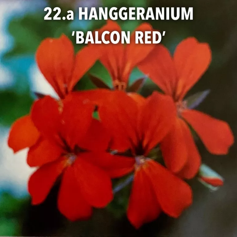 22.a Hanggeranium 'balcon red' -  - Foto's bloemen