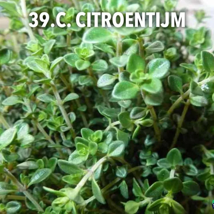 39.c Citroentijm -  - Foto's bloemen