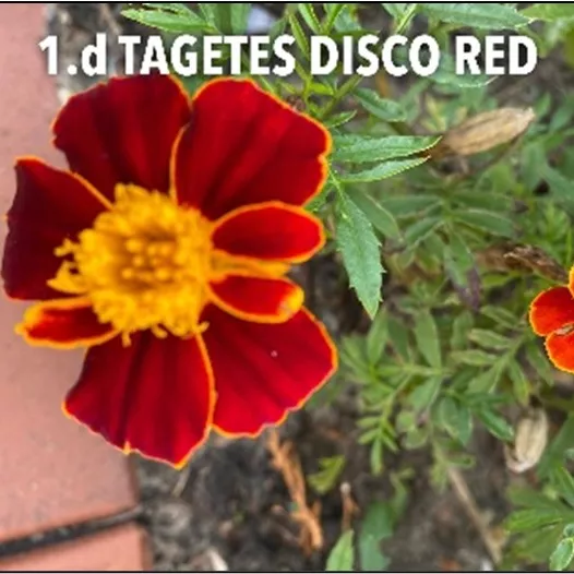 1.d Tagetes disco red -  - Foto's bloemen, planten en kruiden
