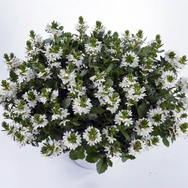 24.a Scaevola trailing white touch -  - Foto's bloemen, planten en kruiden