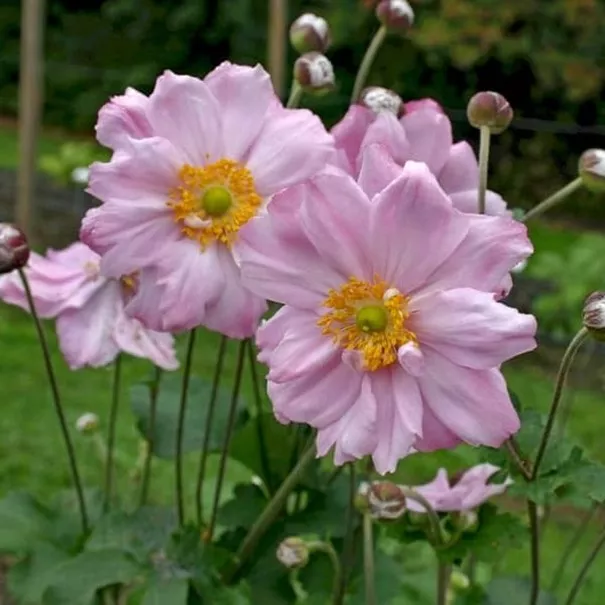 96.b Anemone Königin charlotte -  - Foto's bloemen, planten en kruiden