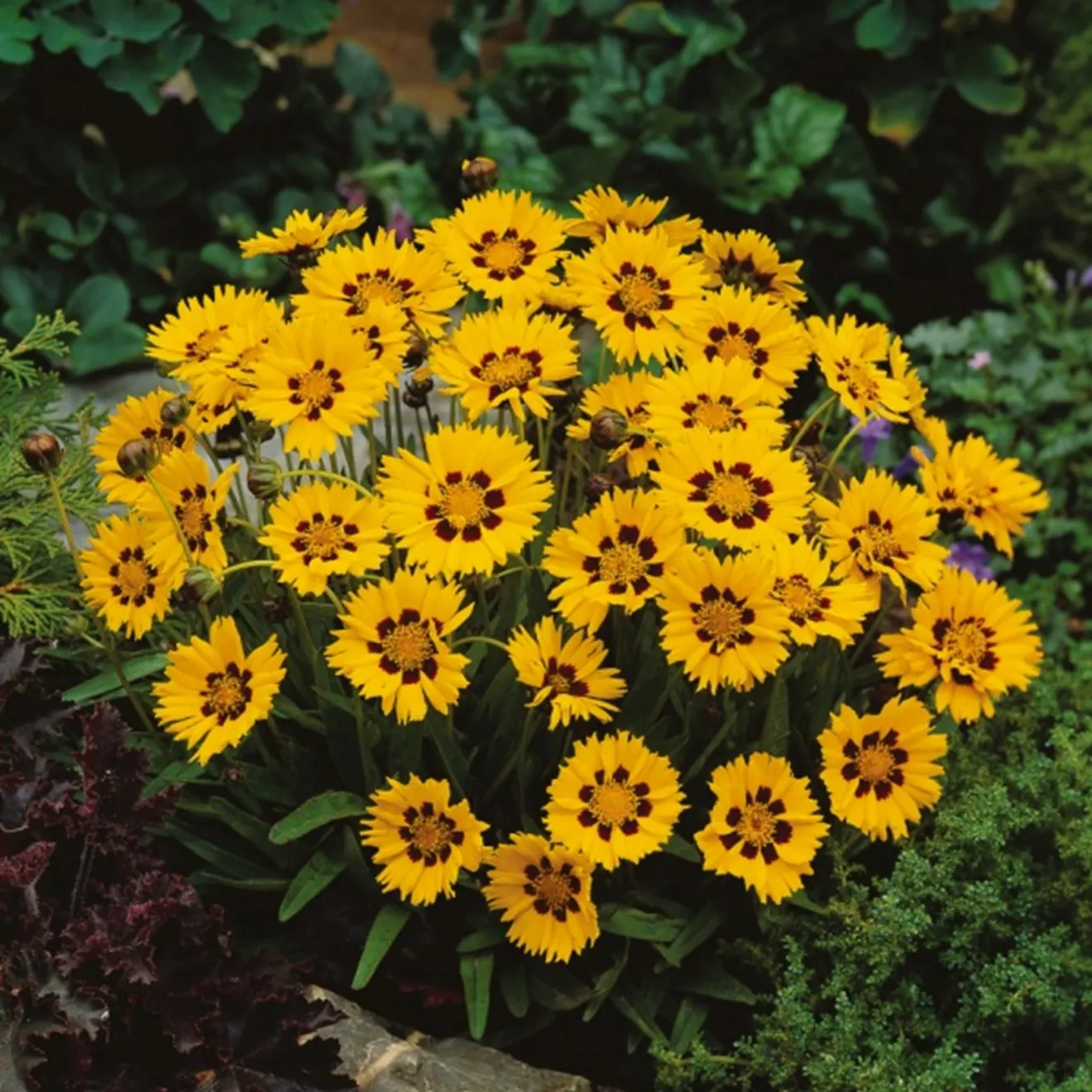 95. Coreopsis grandiflora sunfire -  - Foto's bloemen, planten en kruiden