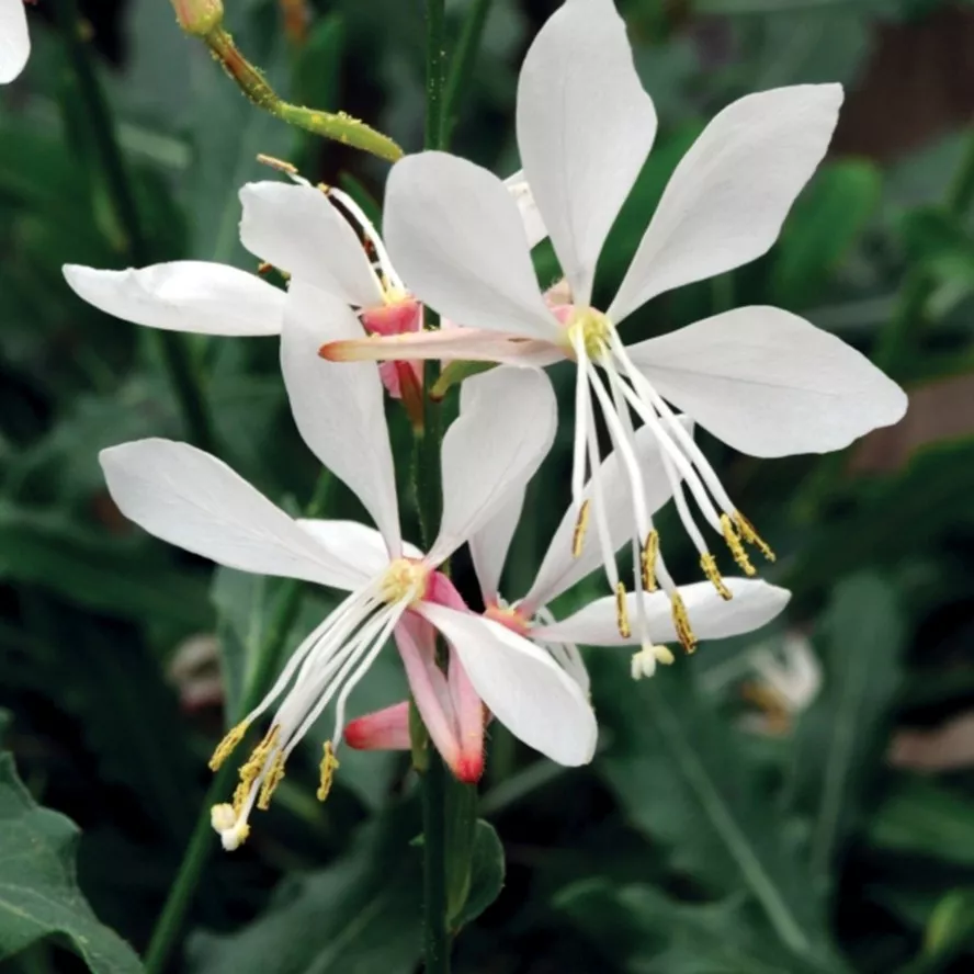 90. Gaura white splash -  - Foto's bloemen, planten en kruiden